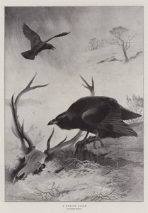 Een hongerige raaf door Archibald Thorburn