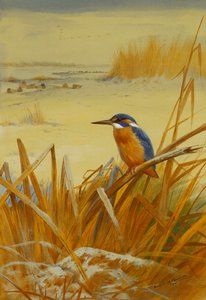 Een IJsvogel Tussen Riet in de Winter