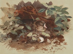 Een Nestelende Gans door Archibald Thorburn