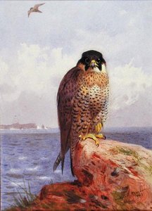 Een slechtvalk aan zee