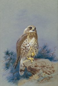 Ruigpootbuizerd door Archibald Thorburn