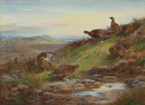 Een koppel rode korhoenders bij een bron door Archibald Thorburn