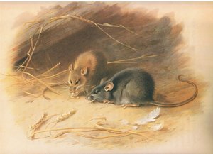 Alexandrijnse rat en zwarte rat, uit Thorburns Zoogdieren gepubliceerd door Longmans and Co, ca. 1920 door Archibald Thorburn
