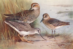 Amerikaanse Gestreepte Strandloper, Breedbekstrandloper, Terekruiter door Archibald Thorburn