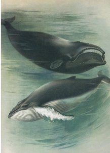 Atlantische Witte Walvis en Bultrug, uit Thorburn