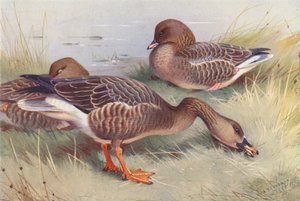 Rietgans, Kleine Rietgans door Archibald Thorburn