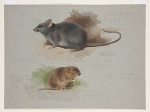 Zwarte rat en Orkney-woelmuis, ca. 1915 (aquarel & lichaamkleur over potlood op papier) door Archibald Thorburn