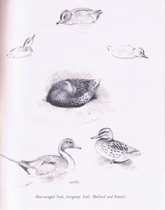 Blauwvleugeltaling, Zomertaling, Wilde Eend en Pijlstaart door Archibald Thorburn
