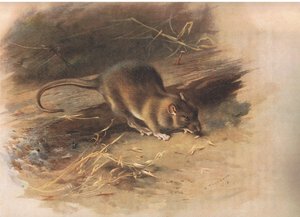 Bruine rat, uit Thorburns Zoogdieren gepubliceerd door Longmans and Co, ca. 1920 door Archibald Thorburn