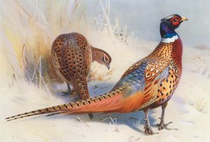 Chinese Ring-Neck Fazant (mannetje en vrouwtje) door Archibald Thorburn