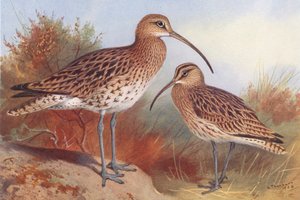 Wulp, Regenwulp door Archibald Thorburn
