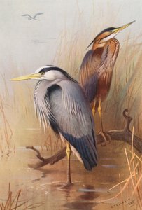 Gewone reiger, purperreiger (kleur litho) door Archibald Thorburn
