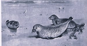 Gewone Zeehond, Natuur in Groot-Brittannië uitgegeven door Collins