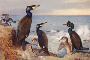 Aalscholver (volwassen en onvolwassen), Kuifaalscholver (volwassen en onvolwassen) door Archibald Thorburn