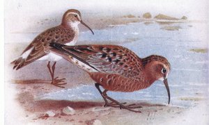 Krombekstrandloper, uit Birds of the British Isles and Their Eggs gepubliceerd door Frederick Warne & Co Ltd, 1958