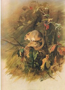 Hazelmuis, uit Thorburns Zoogdieren gepubliceerd door Longmans and Co, ca. 1920 door Archibald Thorburn