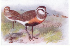 Morinelplevier, uit Birds of the British Isles and Their Eggs gepubliceerd door Frederick Warne & Co Ltd, 1958