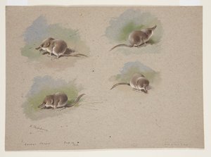 Vier vignetten van kleine spitsmuis, c.1915 door Archibald Thorburn