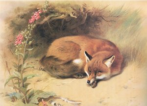 Vos met vingerhoedskruid, uit Thorburns Zoogdieren gepubliceerd door Longmans and Co, ca. 1920 door Archibald Thorburn