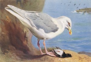 Grote Burgemeester, Kleine Alk (zomer) door Archibald Thorburn