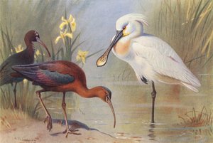 Glansibis (volwassen en onvolwassen), Lepelaar door Archibald Thorburn