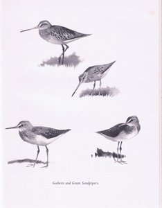 Grutto
