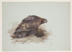 Steenarend, ca. 1915