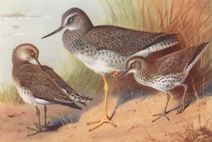 Grotere Gelepotige, Solitaire Strandloper, Gevlekte Strandloper door Archibald Thorburn