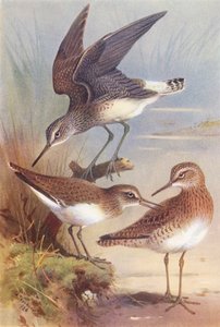 Groene Oeverloper, Gewone Oeverloper, Bosruiter door Archibald Thorburn