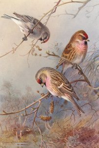 Groenlandse Barmsijs, Kleine Barmsijs, Grote Barmsijs door Archibald Thorburn