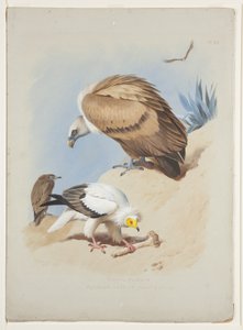 Griffioengier en Egyptische gier, ca. 1915 (aquarel & lichaamkleur over potlood op papier) door Archibald Thorburn
