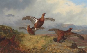 Patrijzen in vlucht door Archibald Thorburn