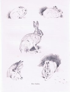 Hazenstudies door Archibald Thorburn