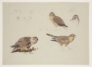 Bruine kiekendief en kemphaan, c.1915