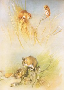 Oogstmuis en bosmuis, uit Thorburns Zoogdieren gepubliceerd door Longmans and Co, ca. 1920 door Archibald Thorburn
