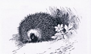Egel, Natuur in Groot-Brittannië uitgegeven door Collins, 1946 door Archibald Thorburn