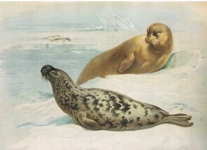 Kaphoofdrob en baardrob, uit Thorburns Zoogdieren gepubliceerd door Longmans and Co, ca. 1920