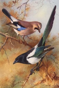 Gaai, Ekster door Archibald Thorburn