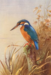 IJsvogel