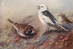 IJsgors, Sneeuwgors (zomer) (mannetje en vrouwtje) door Archibald Thorburn