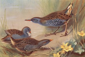 Kleinst Waterhoen, Porseleinhoen, Waterral door Archibald Thorburn