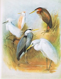 Kleine Zilverreiger, Ralreiger, Blauwe Reiger, Purperreiger, Grote Zilverreiger, uitgegeven door Book Club Associates, 1972