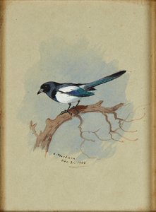 Ekster op een tak door Archibald Thorburn
