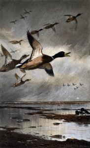 Wilde eenden in vlucht door Archibald Thorburn