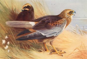 Bruine Kiekendief door Archibald Thorburn