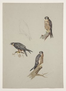 Merlin mannetje, c.1915