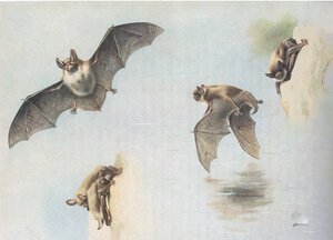 Watervleermuis en meervleermuis, uit Thorburns Zoogdieren gepubliceerd door Longmans and Co, ca. 1920 door Archibald Thorburn