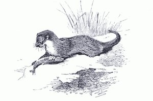 Otter met vis, uit Thorburn