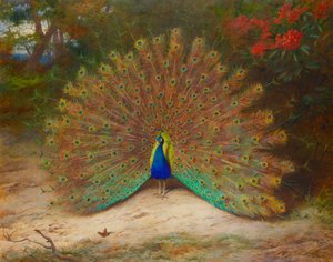 Pauw en pauwvlinder door Archibald Thorburn