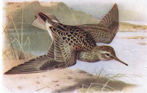 Gestreepte Strandloper, uit Birds of the British Isles and Their Eggs gepubliceerd door Frederick Warne & Co Ltd, 1958